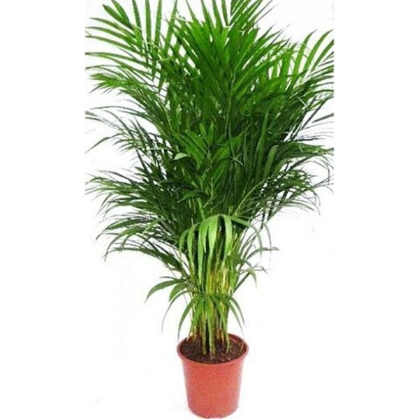 Yalova Fidan Market Areka (Areca) Palmiyesi 120 Cm