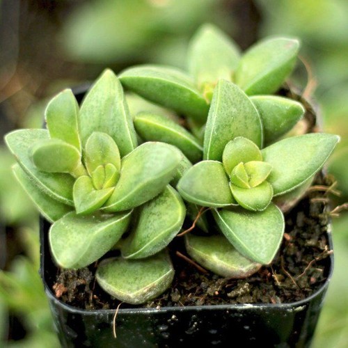 Hediyelikler Shop Crassula Springtime Sukulent Tohumu Fiyat