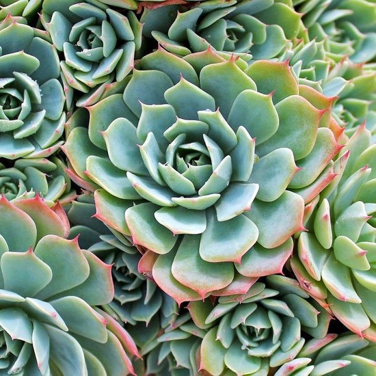 Hediyelikler Shop Echeveria Subalpina Sukulent Tohumu Fiyatı