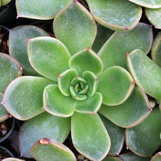 Hediyelikler Shop Echeveria Mira Sukulent Tohumu Fiyat