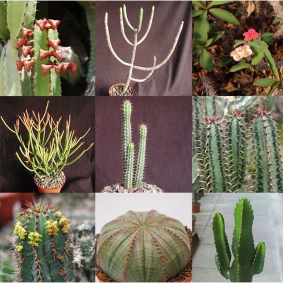 Hediyelikler Shop Euphorbia Mixed Sukulent Tohumu Fiyat