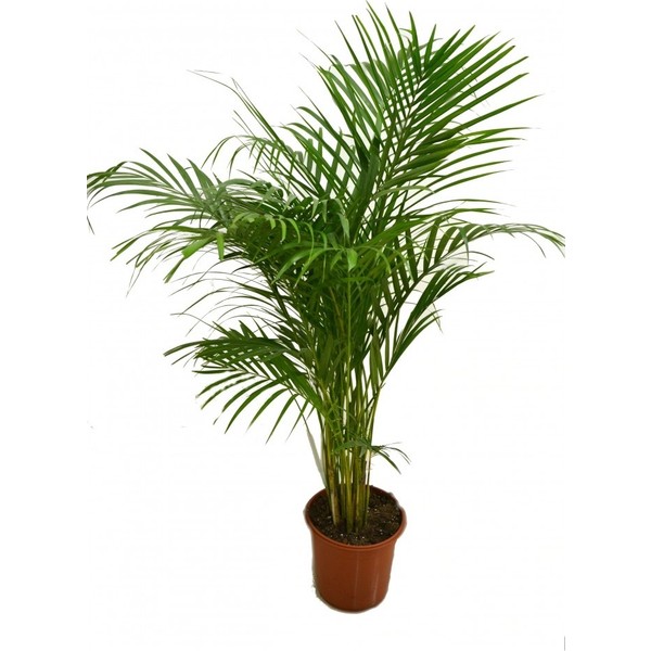 Yalova Fidan Market Areka Palmiyesi 50 60 cm Saksıda