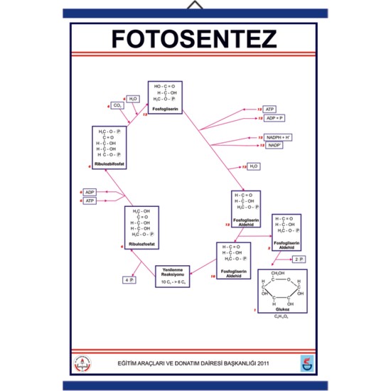 Edulab Fotosentez Levhası Fiyatı Taksit Seçenekleri