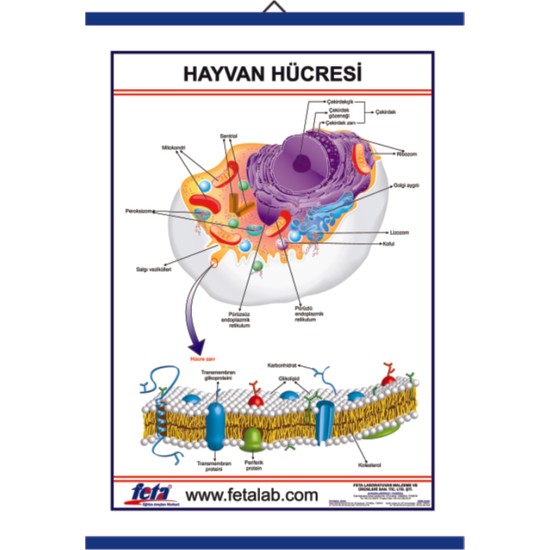 Edulab Hayvan H Cresi Levhas Fiyat Taksit Se Enekleri