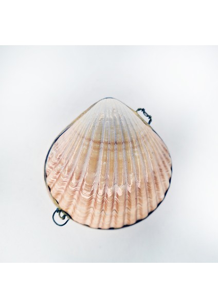 Flat Pecten Kabuk Cüzdan