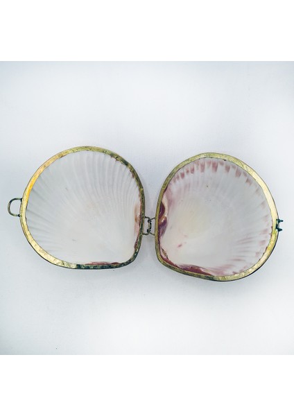 Flat Pecten Kabuk Cüzdan