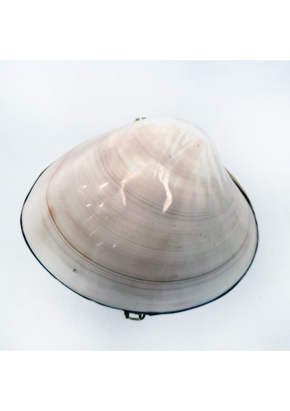Pearlızed Clam Kabuk Cüzdan
