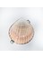 Flat Pecten Kabuk Cüzdan 1