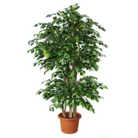 BENJAMİN BİTKİSİ (Ficus Benjamina)