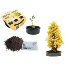 Toptancı Kapında Bonsai Fıstık Çamı Ekim Kiti