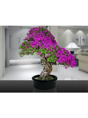 Toptancı Kapında Bonsai Erguvan Ekim Kiti