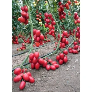 Saksılık Zeytin Cherry Domates 25+Tohum [Tohhum Ev Bahçe]