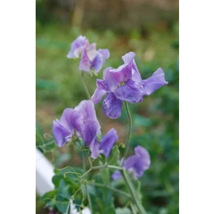 Mavi Bezelye Çiçeği (Sweet Pea) [Tohhum Ev Bahçe]