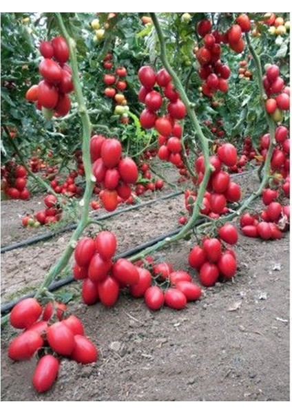 Saksılık Zeytin Cherry Domates 25+Tohum [Tohhum Ev Bahçe]