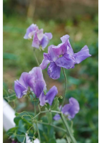 Mavi Bezelye Çiçeği (Sweet Pea) [Tohhum Ev Bahçe]