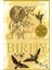 Birdy - William Wharton 1
