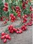 Saksılık Zeytin Cherry Domates 25+Tohum [Tohhum Ev Bahçe] 1