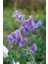 Mavi Bezelye Çiçeği (Sweet Pea) [Tohhum Ev Bahçe] 1