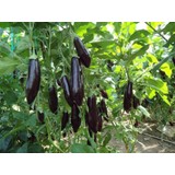 Plantistanbul Patlıcan Aydın Siyahı 55 Tohumu Paket 25 Gr.