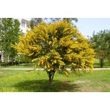 Plantistanbul Acacia Dealbata Mimoza Ağacı +100 Cm, Saksıda