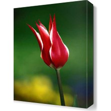 Dekor Sevgisi Kırmızı Çiçek5 Tablosu 45x30 cm