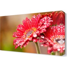 Dekor Sevgisi Çiğ ve Kasımpatı2 Tablosu 45x30 cm