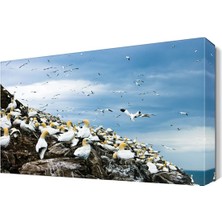 Dekor Sevgisi Martılar Canvas Tablo  45x30 cm