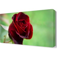 Dekor Sevgisi Red Rose Tablosu 45x30 cm