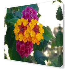 Dekor Sevgisi Aeonyum Çiçeği Tablosu 30x30 cm