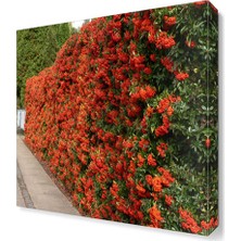 Dekor Sevgisi Ateş Dikeni Tablosu 40x40 cm