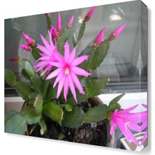 Dekor Sevgisi Atlas Çiçeği Tablosu 30x30 cm