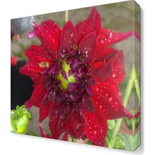 Dekor Sevgisi Frezya Çiçeği Tablosu 30x30 cm