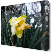 Dekor Sevgisi Fulya Çiçeği Tablosu 30x30 cm