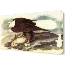 Dekor Sevgisi John James Audubon Tablosu 45x30 cm