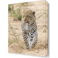 Dekor Sevgisi Leopar Tablosu 45x30 cm