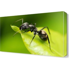 Dekor Sevgisi Karınca Canvas Tablo  45x30 cm