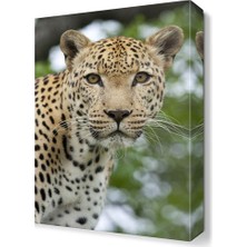 Dekor Sevgisi Poz Veren Aslan Tablosu 60x40 cm