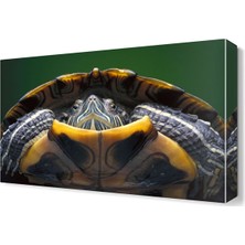 Dekor Sevgisi Kaplumbağa Canvas Tablo  105x70 cm