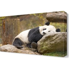 Dekor Sevgisi Panda Canvas Tablo  45x30 cm