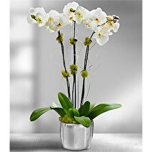 Karadeniz Fidancılık Orkide Çiçeği Saksılı