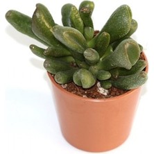 Greenmall Crassula Ovata Hobbit