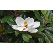 Plantistanbul Magnolia Grandiflora Manolya Fidanı, 40-60 Cm, Saksıda