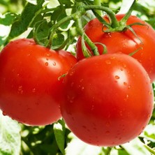 Veronya Doğal Katkısız Köy Salçası-Doğal Ev Yapımı Domates Salçası- 3 Kg