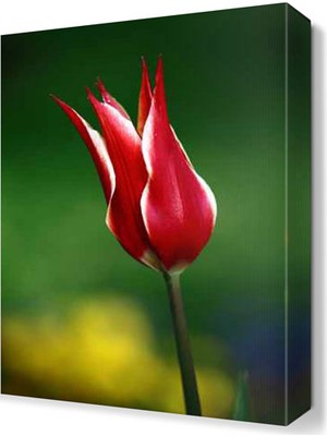 Dekor Sevgisi Kırmızı Çiçek5 Tablosu 45x30 cm