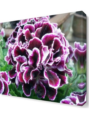 Dekor Sevgisi Sardunya Tablosu 30x30 cm