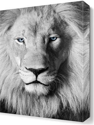 Dekor Sevgisi Yeleli Siyah Beyaz Aslan Tablosu 45x30 cm