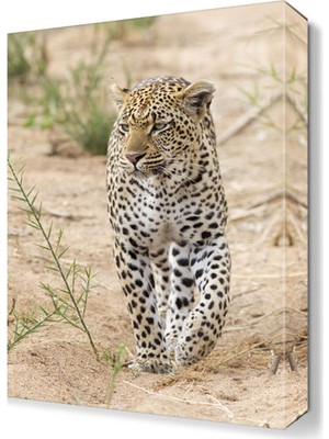 Dekor Sevgisi Leopar Tablosu 45x30 cm