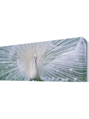 Dekor Sevgisi Beyaz Tavus Kuşu Tablosu 45x30 cm