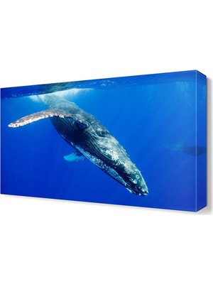Dekor Sevgisi Sevimli Deniz Hayvanı Canvas Tablo  45x30 cm