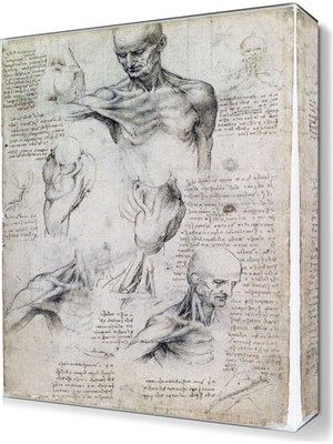 Dekor Sevgisi Anatomi Canvas Tablo  45x30 cm